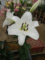 [4520 PO108 Franson No02.JPG]